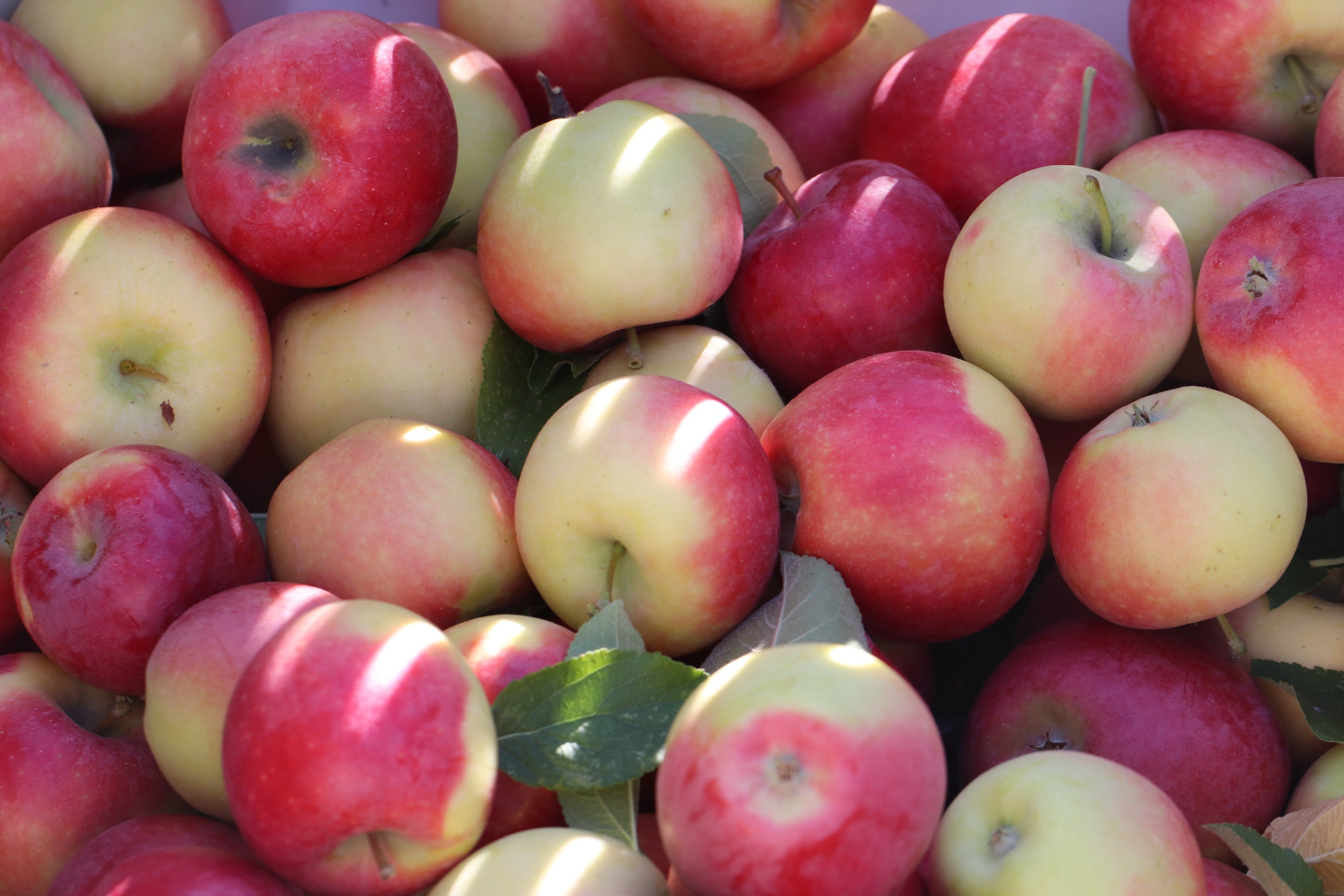 Organic apples Pink Lady variety