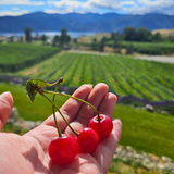 Organic Pie Cherries (P/U)