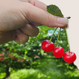 Organic Pie Cherries (P/U)