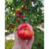 Organic SweeTango®️ Apples