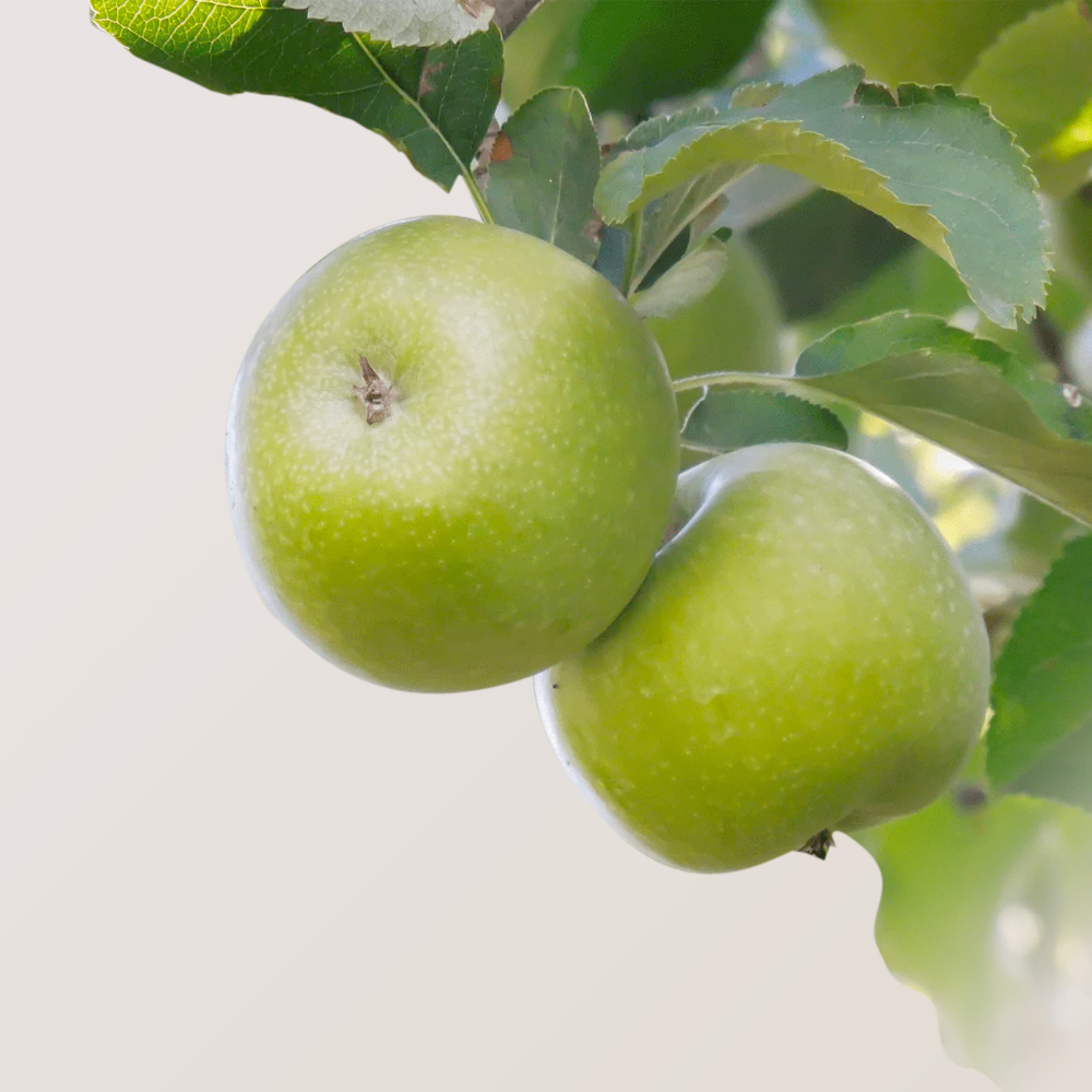 Fresh Organic Granny Smith Apples