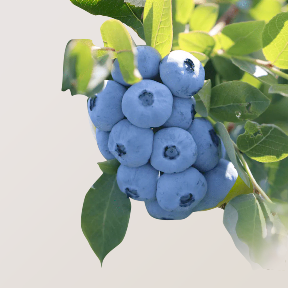 Order Family Tree Farms Organic Jumbo Blueberries