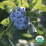 Organic Blueberries (P/U)