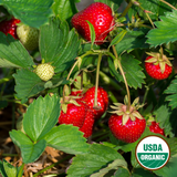 Organic Strawberries (P/U)