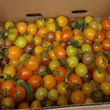 Organic Tomatoes