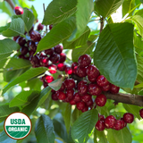 Organic Dark Sweet Cherries (P/U)