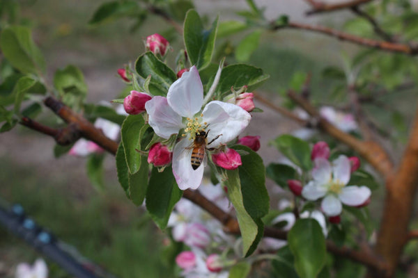 Do Fruit Trees Need Bees to Produce Fruit?