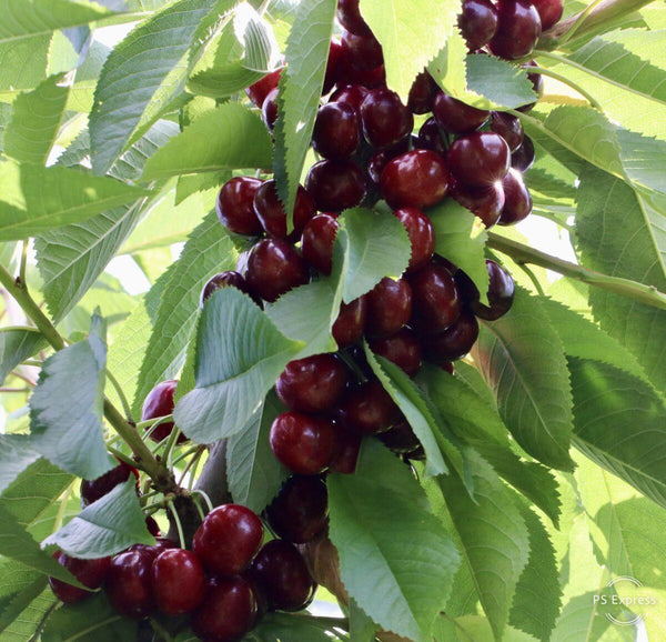 Santina Cherries: The First Sweet Taste of Summer in the Pacific Northwest
