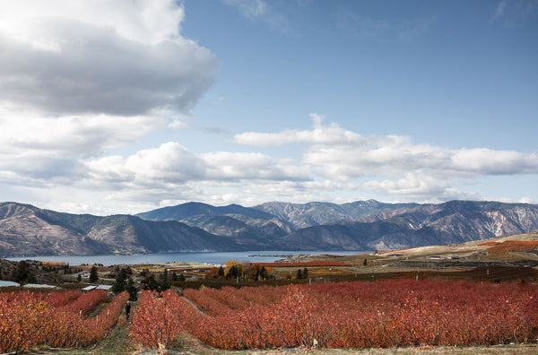 Why Fall Is The Best Time To Visit Chelan Ranch