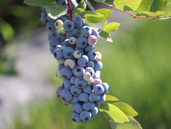 Why are Blueberries Purple, Not Blue?