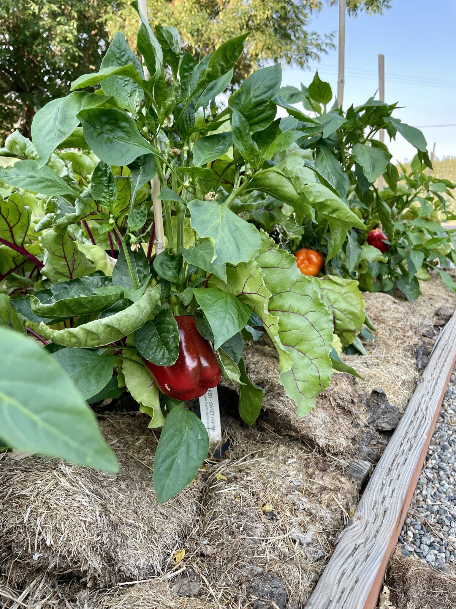 Organic Fruit Buying Guide – Chelan Ranch