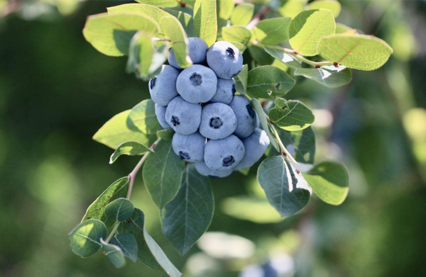 The "Dirty Dozen: pesticides in your beloved blueberries