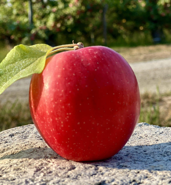 Where Is the Fiber in an Apple?