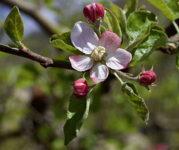 Each apple begins as a flower. Did you know that?