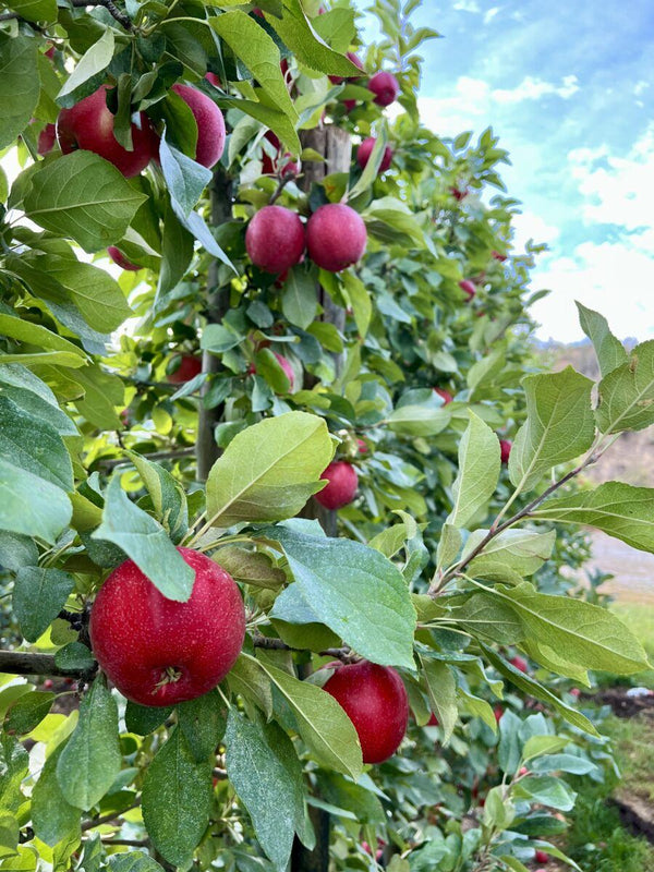 SweeTango apples ready to harvest at Chelan Ranch Organics.