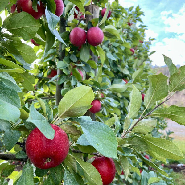 SweeTango apple delights 🍎 🌳 Discover the unique taste and how