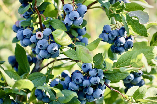 Blueberries on the bush.