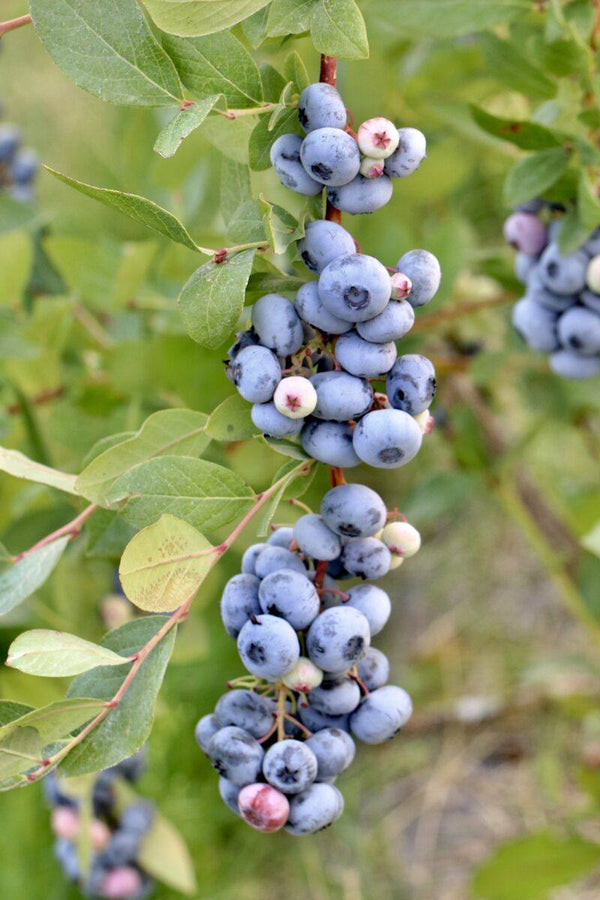 Blueberries, 6 Things You Probably Didn't Know