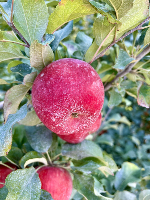 What is the white stuff on organic apples?