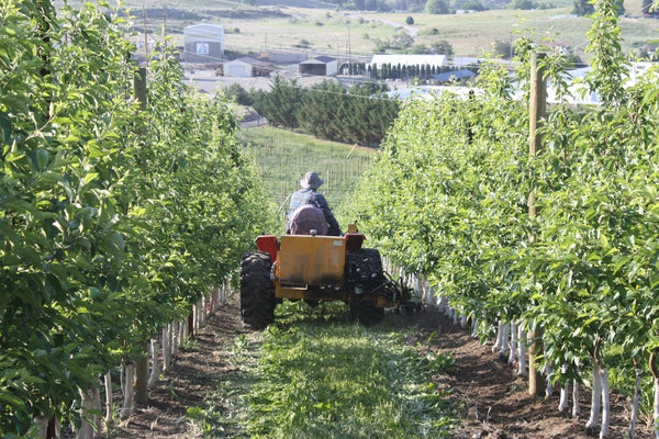 Organic Pest Control for Fruit Farms: Exploring Nutrition and Flavor