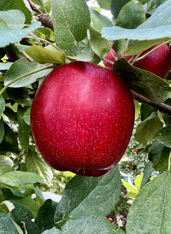 Exploring the Diverse World of Apple Varieties: Classics, Heirlooms, New Varieties, and Club Apples.