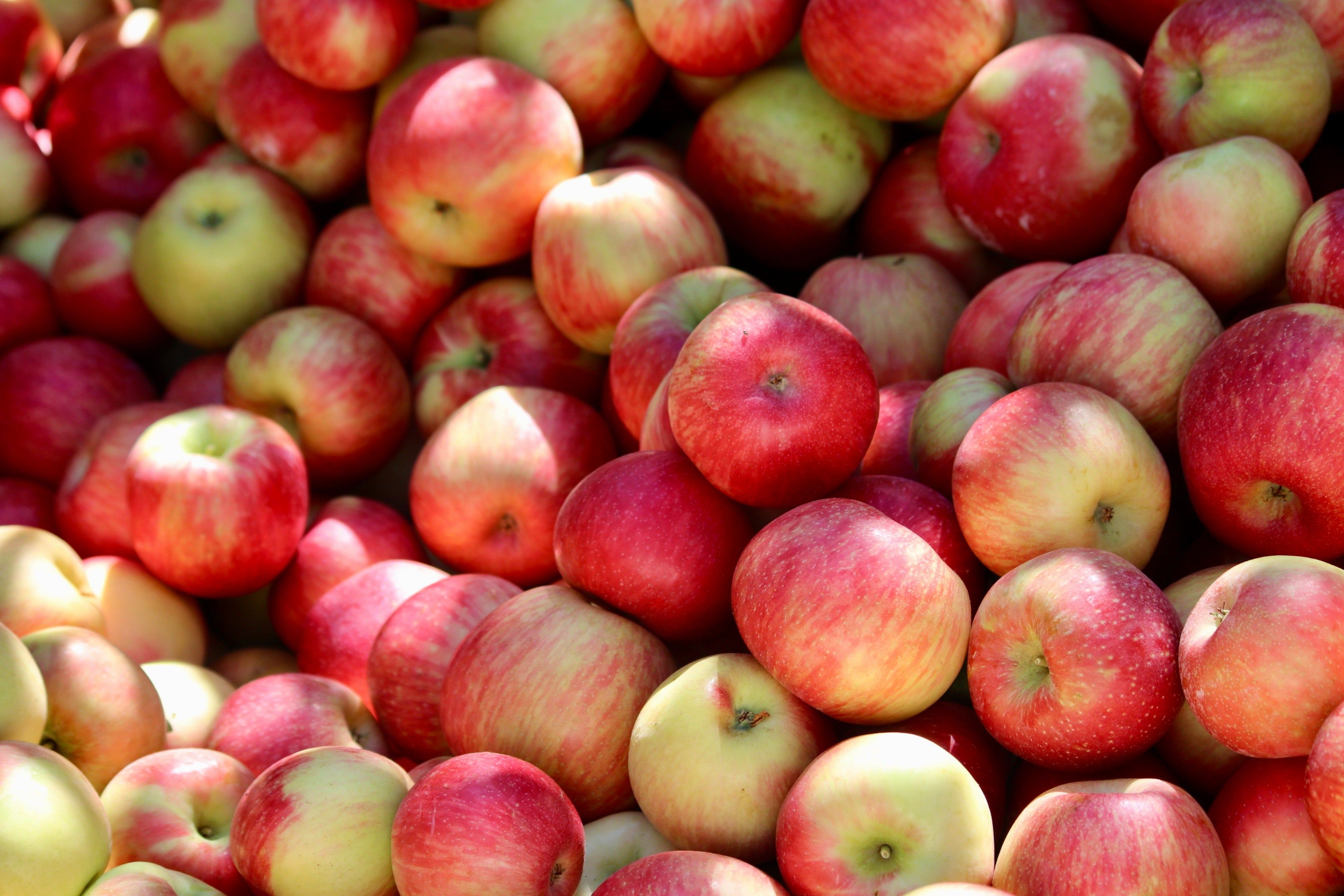 Pick-Up Fresh Apples – Chelan Ranch