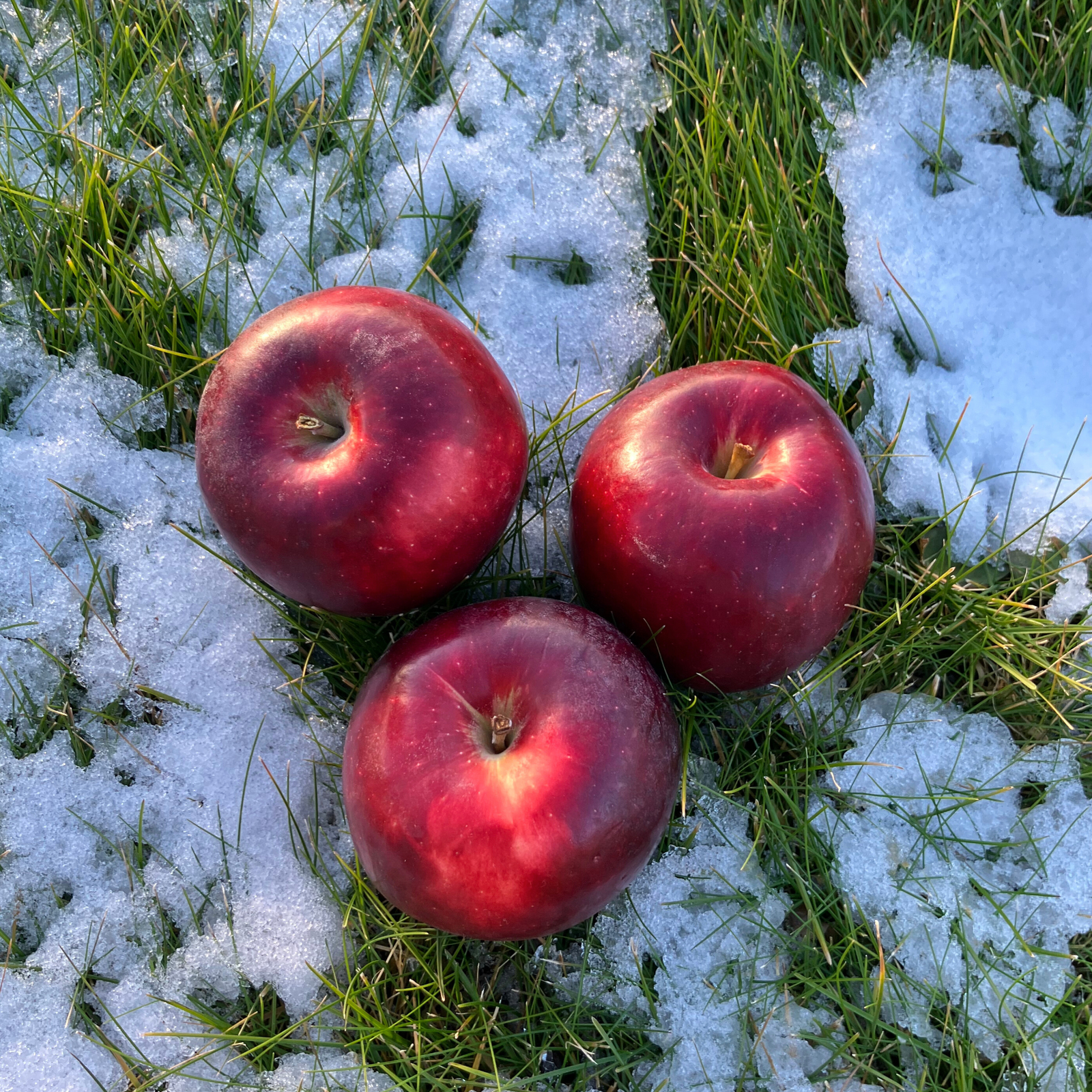 Fresh Organic Cosmic Crisp® Apples - Pickup at Chelan Ranch