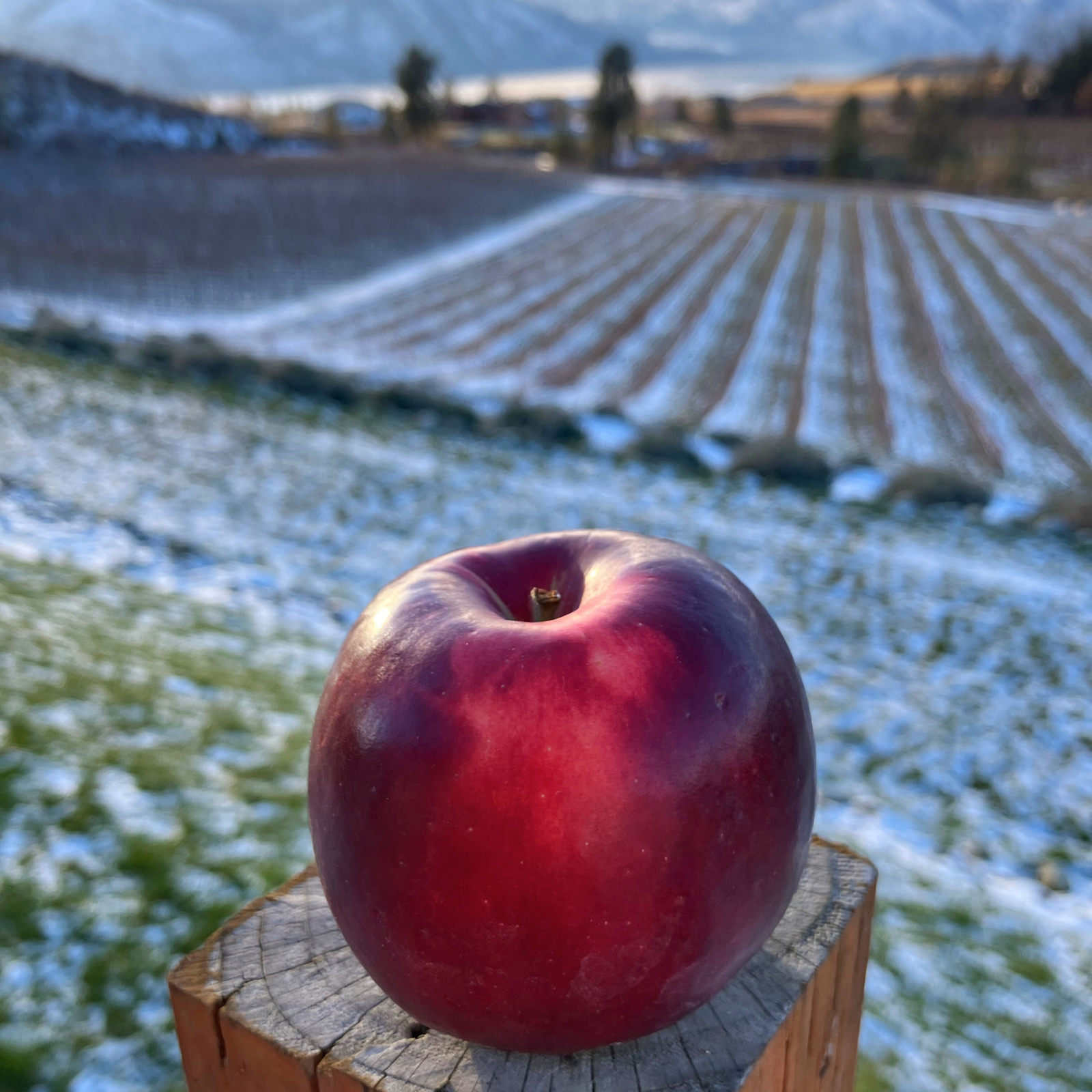 Fresh Organic Cosmic Crisp® Apples - Pickup at Chelan Ranch