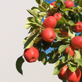 Organic Apple Lover's Club
