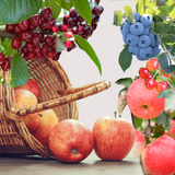 Organic Apple Lover's Club