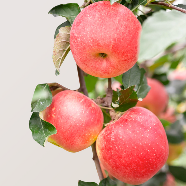Organic Fuji apples on tree