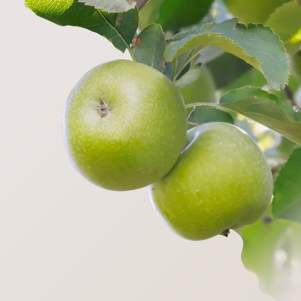 GRANNY SMITH apple fruit seedling - FRUTI KOMERC