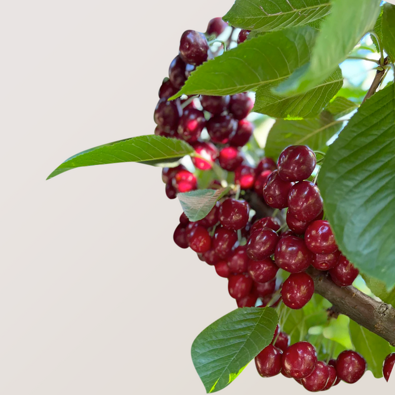 Organic Dark Sweet Cherries 1. 5 LB (P/U)