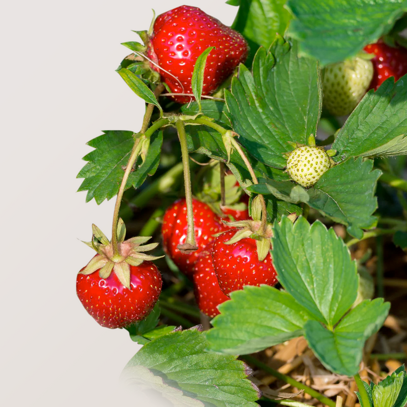 Organic Strawberries P/U