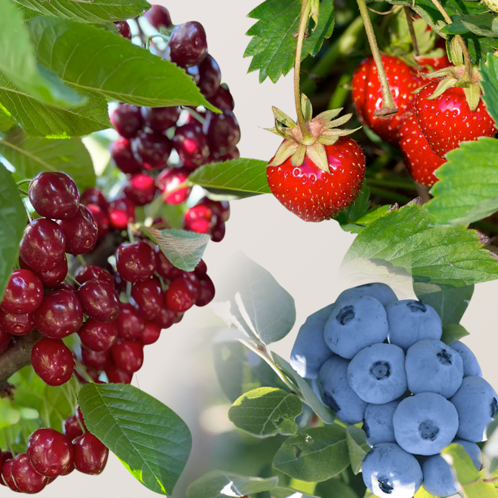 Summer Fruit Lover's Club