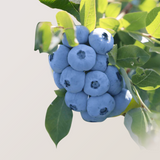 Organic Blueberries (P/U)
