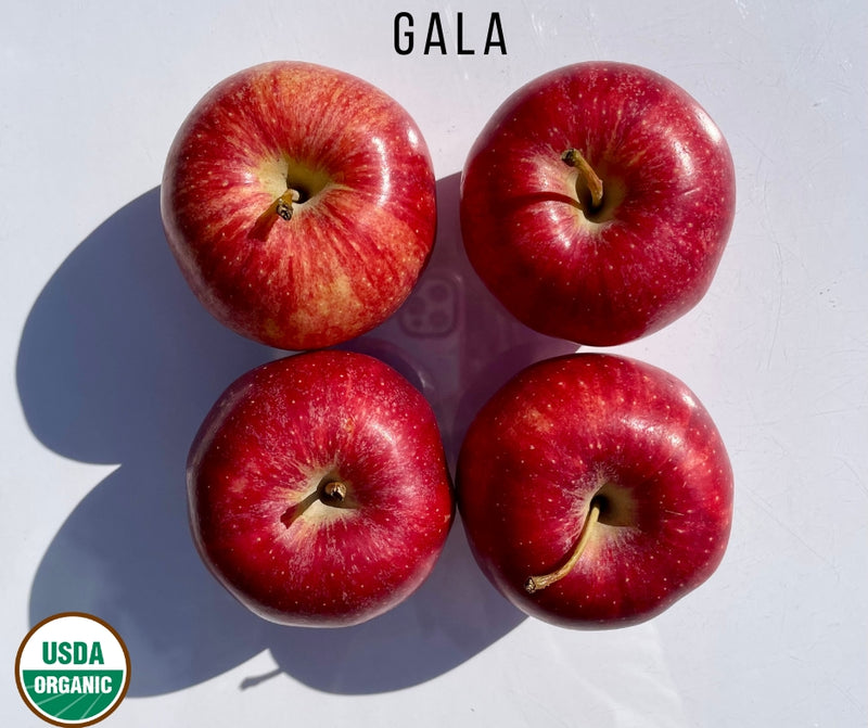 Apple, Gala – About Fresh