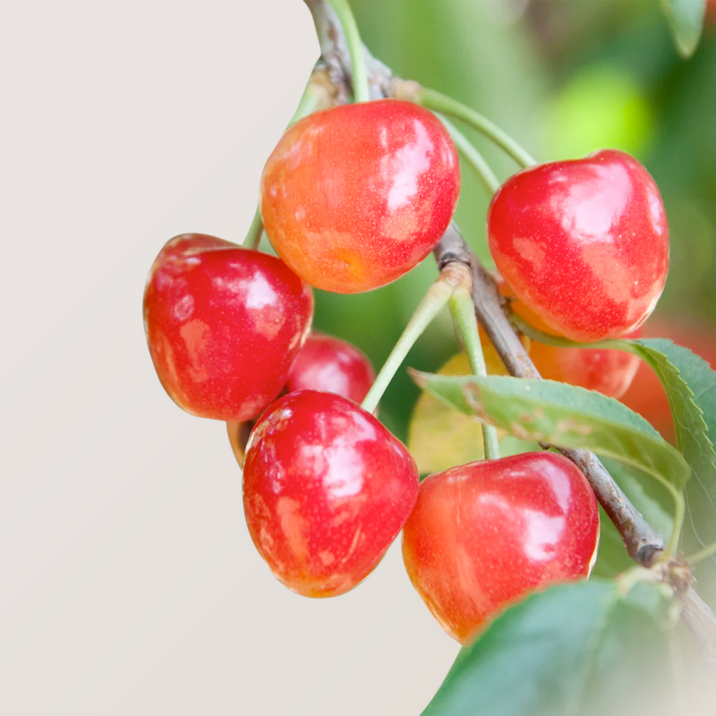 Organic Rainier Cherries