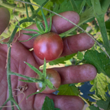 Organic Tomatoes (P/U)