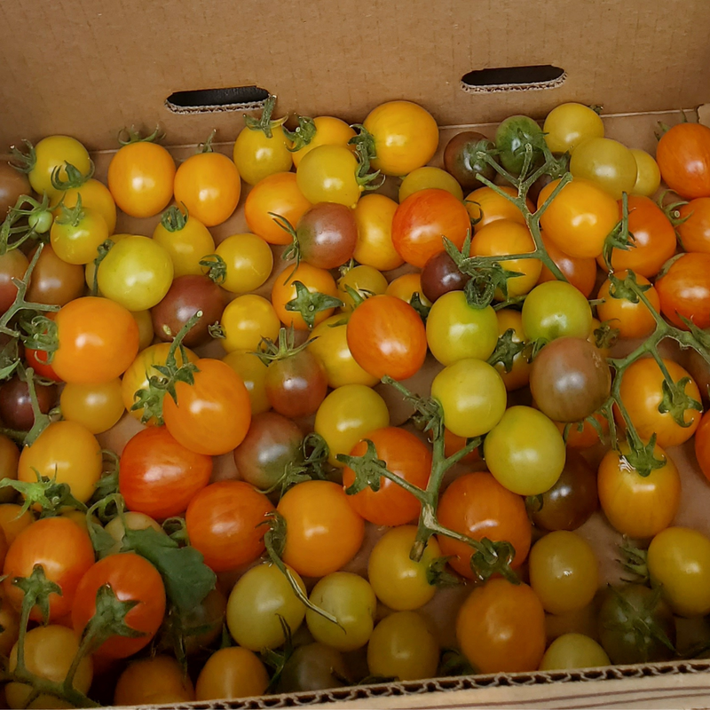 Organic Tomatoes (P/U)