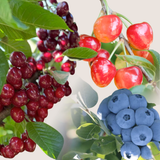 Organic Summer Fruit Lover's Club