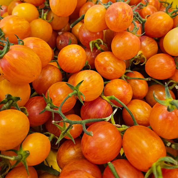 Organic Tomatoes (P/U)