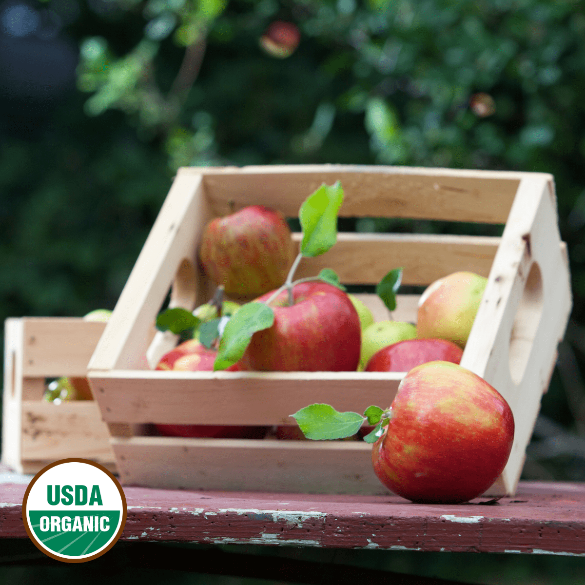 Organic Honeycrisp Apples for Sale Buy Online Chelan Ranch