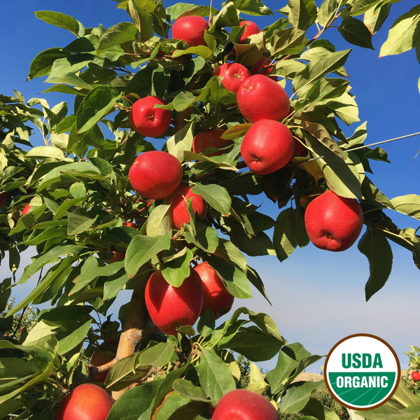 Wholesale Certified Organic Apples WNY