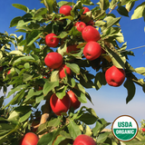 Organic SweeTango®️ Apples