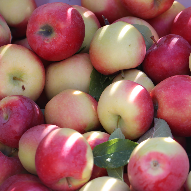 Organic Fuji Apples  Order Online From a Local Family Farm – Chelan Ranch